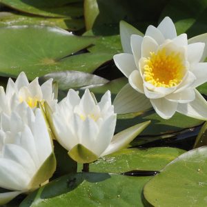 Nymphaea candida, Dwarf White Waterlily, Dwarf White Water Lily, Nymphaea alba subsp. candida, Small White Water Lily, White Water-Lily, White Waterlily, Dwarf Water Lily, Miniature Water Lily
