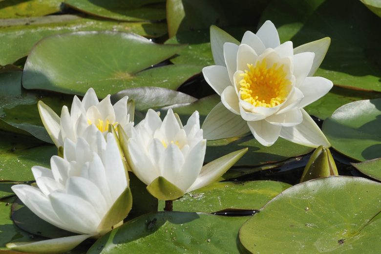 Nymphaea candida, Dwarf White Waterlily, Dwarf White Water Lily, Nymphaea alba subsp. candida, Small White Water Lily, White Water-Lily, White Waterlily, Dwarf Water Lily, Miniature Water Lily