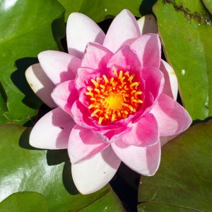 Nymphaea Charles de Meurville, Waterlily 'Charles de Meurville', Water Lily 'Charles de Meurville', Hardy Nymphaea, Hardy Waterlily, Hardy Water Lily, Pink Waterlily, Pink Water Lily