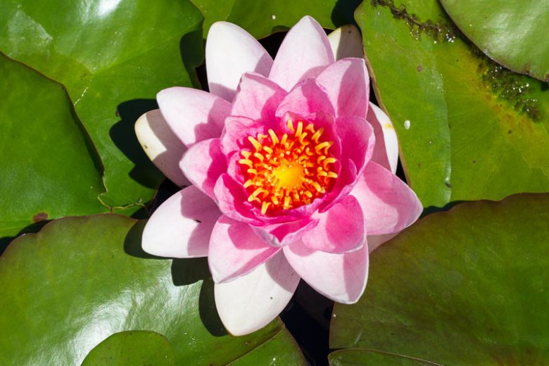 Nymphaea Charles de Meurville, Waterlily 'Charles de Meurville', Water Lily 'Charles de Meurville', Hardy Nymphaea, Hardy Waterlily, Hardy Water Lily, Pink Waterlily, Pink Water Lily