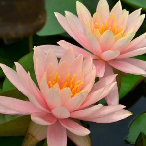 Nymphaea Colorado, Waterlily 'Colorado', Water Lily 'Colorado', Hardy Nymphaea, Hardy Waterlily, Hardy Water Lily, Peach Waterlily, Peach Water Lily