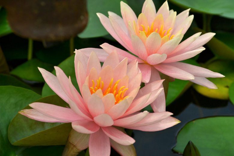 Nymphaea Colorado, Waterlily 'Colorado', Water Lily 'Colorado', Hardy Nymphaea, Hardy Waterlily, Hardy Water Lily, Peach Waterlily, Peach Water Lily