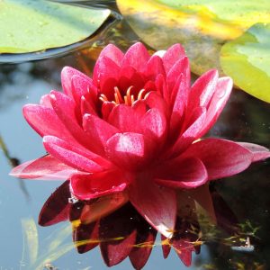 Nymphaea Conqueror, Waterlily 'Conqueror', Water Lily 'Conqueror', Hardy Nymphaea, Hardy Waterlily, Hardy Water Lily, Red Waterlily, Red Water Lily