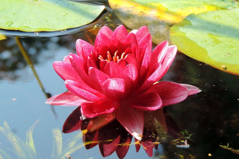 Nymphaea Conqueror, Waterlily 'Conqueror', Water Lily 'Conqueror', Hardy Nymphaea, Hardy Waterlily, Hardy Water Lily, Red Waterlily, Red Water Lily