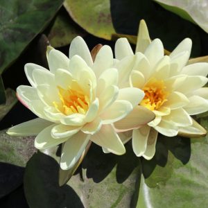 Nymphaea Denver, Waterlily 'Denver', Water Lily 'Denver', Hardy Nymphaea, Hardy Waterlily, Hardy Water Lily, Yellow Waterlily, Yellow Water Lily