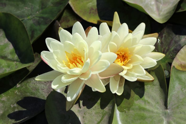 Nymphaea Denver, Waterlily 'Denver', Water Lily 'Denver', Hardy Nymphaea, Hardy Waterlily, Hardy Water Lily, Yellow Waterlily, Yellow Water Lily