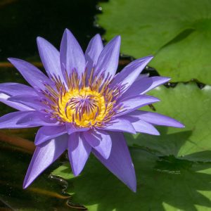 Nymphaea Director George T. Moore, Water Lily 'Director George T. Moore', Water Lily 'Director George T. Moore', Tropical Nymphaea, Blue Water Lily, Blue Waterlily, Tropical Water Lily, Tropical Waterlily