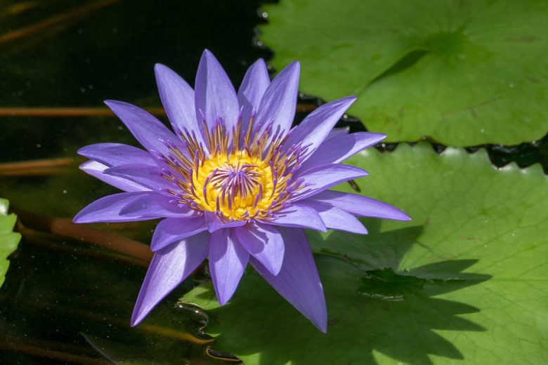 Nymphaea Director George T. Moore, Water Lily 'Director George T. Moore', Water Lily 'Director George T. Moore', Tropical Nymphaea, Blue Water Lily, Blue Waterlily, Tropical Water Lily, Tropical Waterlily