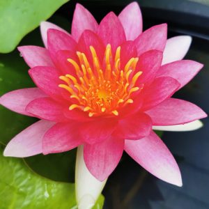 Nymphaea Ellisiana, Waterlily 'Ellisiana', Water Lily 'Ellisiana', Hardy Nymphaea, Hardy Waterlily, Hardy Water Lily, Red Waterlily, Red Water Lily