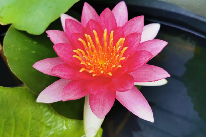 Nymphaea Ellisiana, Waterlily 'Ellisiana', Water Lily 'Ellisiana', Hardy Nymphaea, Hardy Waterlily, Hardy Water Lily, Red Waterlily, Red Water Lily