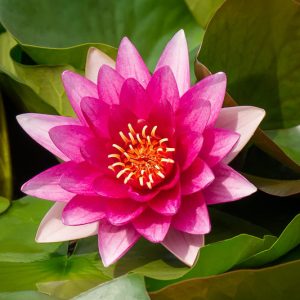 Nymphaea Escarboucle, Waterlily 'Escarboucle', Water Lily 'Escarboucle', Hardy Nymphaea, Hardy Waterlily, Hardy Water Lily, Red Waterlily, Red Water Lily
