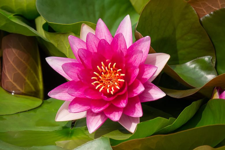 Nymphaea Escarboucle, Waterlily 'Escarboucle', Water Lily 'Escarboucle', Hardy Nymphaea, Hardy Waterlily, Hardy Water Lily, Red Waterlily, Red Water Lily