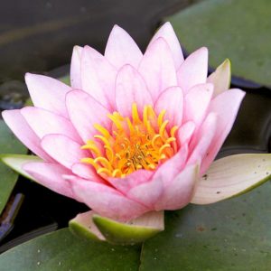 Nymphaea Fabiola, Waterlily 'Fabiola', Water Lily 'Fabiola', Nymphaea 'Pink Beauty', Nymphaea 'Luciana', Hardy Nymphaea, Hardy Waterlily, Hardy Water Lily, Pink Waterlily, Pink Water Lily
