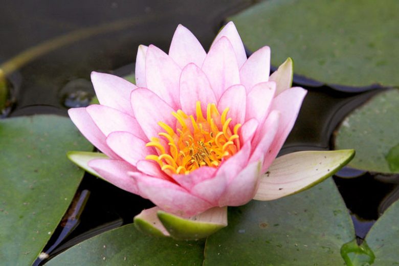 Nymphaea Fabiola, Waterlily 'Fabiola', Water Lily 'Fabiola', Nymphaea 'Pink Beauty', Nymphaea 'Luciana', Hardy Nymphaea, Hardy Waterlily, Hardy Water Lily, Pink Waterlily, Pink Water Lily