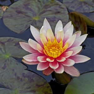 Nymphaea Georgia Peach, Waterlily 'Georgia Peach', Water Lily 'Georgia Peach', Hardy Nymphaea, Hardy Waterlily, Hardy Water Lily, Orange Waterlily, Orange Water Lily