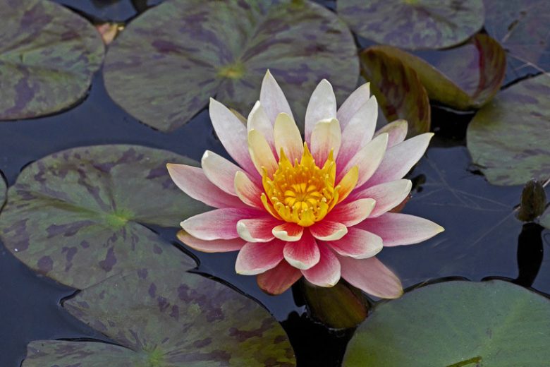 Nymphaea Georgia Peach, Waterlily 'Georgia Peach', Water Lily 'Georgia Peach', Hardy Nymphaea, Hardy Waterlily, Hardy Water Lily, Orange Waterlily, Orange Water Lily