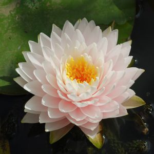 Nymphaea Gloire du Temple-sur-Lot, Waterlily 'Gloire du Temple-sur-Lot', Water Lily 'Gloire du Temple-sur-Lot', Hardy Nymphaea, Hardy Waterlily, Hardy Water Lily, White Waterlily, White Water Lily
