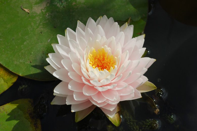 Nymphaea Gloire du Temple-sur-Lot, Waterlily 'Gloire du Temple-sur-Lot', Water Lily 'Gloire du Temple-sur-Lot', Hardy Nymphaea, Hardy Waterlily, Hardy Water Lily, White Waterlily, White Water Lily