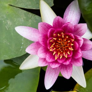 Nymphaea Gloriosa, Waterlily 'Gloriosa', Water Lily 'Gloriosa', Hardy Nymphaea, Hardy Waterlily, Hardy Water Lily, Red Waterlily, Red Water Lily