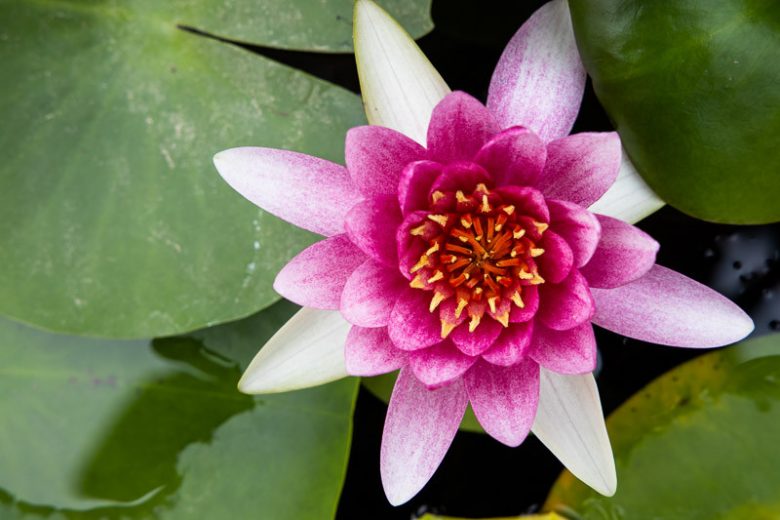 Nymphaea Gloriosa, Waterlily 'Gloriosa', Water Lily 'Gloriosa', Hardy Nymphaea, Hardy Waterlily, Hardy Water Lily, Red Waterlily, Red Water Lily