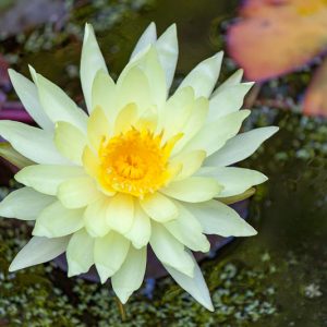 Nymphaea Gold Medal, Waterlily 'Gold Medal', Water Lily 'Gold Medal', Hardy Nymphaea, Hardy Waterlily, Hardy Water Lily, Yellow Waterlily, Yellow Water Lily