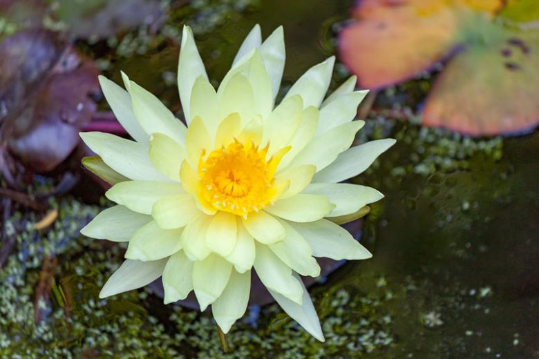 Nymphaea Gold Medal, Waterlily 'Gold Medal', Water Lily 'Gold Medal', Hardy Nymphaea, Hardy Waterlily, Hardy Water Lily, Yellow Waterlily, Yellow Water Lily