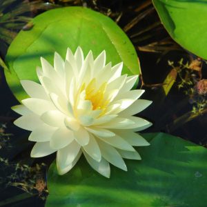 Nymphaea Gonnere, Waterlily 'Gonnere', Water Lily 'Gonnere', Nymphaea 'Crystal White', Nymphaea 'Snowball', Hardy Nymphaea, Hardy Waterlily, Hardy Water Lily, White Waterlily, White Water Lily
