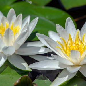 Nymphaea Hermine, Waterlily 'Hermine', Water Lily 'Hermine', Nymphaea 'Albatros', Nymphaea 'Albatross', Hardy Nymphaea, Hardy Waterlily, Hardy Water Lily, White Waterlily, White Water Lily