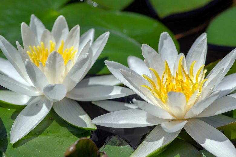 Nymphaea Hermine, Waterlily 'Hermine', Water Lily 'Hermine', Nymphaea 'Albatros', Nymphaea 'Albatross', Hardy Nymphaea, Hardy Waterlily, Hardy Water Lily, White Waterlily, White Water Lily