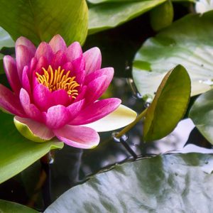 Nymphaea James Brydon, Waterlily 'James Brydon', Water Lily 'James Brydon', Hardy Nymphaea, Hardy Waterlily, Hardy Water Lily, Red Waterlily, Red Water Lily