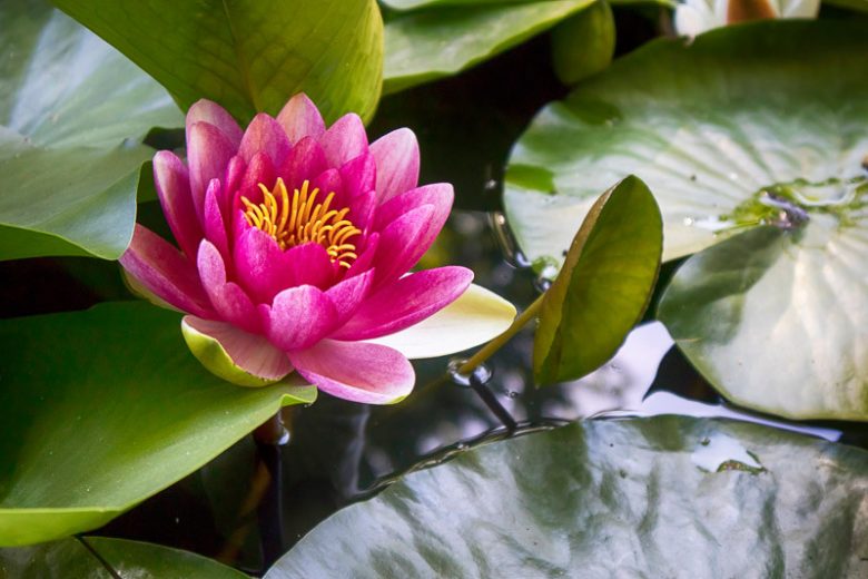 Nymphaea James Brydon, Waterlily 'James Brydon', Water Lily 'James Brydon', Hardy Nymphaea, Hardy Waterlily, Hardy Water Lily, Red Waterlily, Red Water Lily