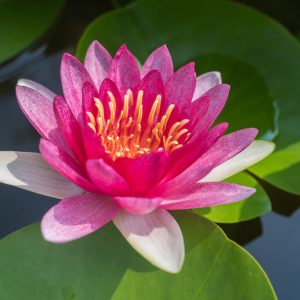 Nymphaea Laydekeri Fulgens, Waterlily 'Laydekeri Fulgens', Water Lily 'Laydekeri Fulgens', Hardy Nymphaea, Hardy Waterlily, Hardy Water Lily, Red Waterlily, Red Water Lily
