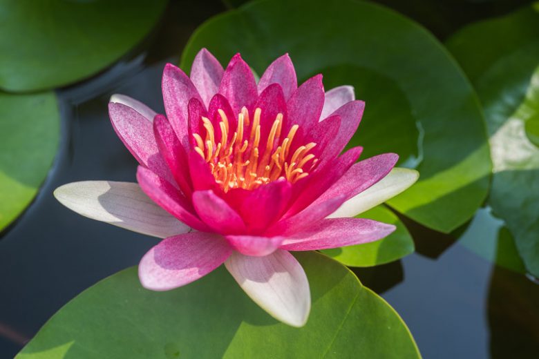 Nymphaea Laydekeri Fulgens, Waterlily 'Laydekeri Fulgens', Water Lily 'Laydekeri Fulgens', Hardy Nymphaea, Hardy Waterlily, Hardy Water Lily, Red Waterlily, Red Water Lily