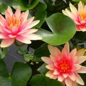 Nymphaea Little Sue, Waterlily 'Little Sue', Water Lily 'Little Sue', Hardy Nymphaea, Hardy Waterlily, Hardy Water Lily, Orange Waterlily, Orange Water Lily