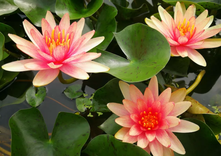 Nymphaea Little Sue, Waterlily 'Little Sue', Water Lily 'Little Sue', Hardy Nymphaea, Hardy Waterlily, Hardy Water Lily, Orange Waterlily, Orange Water Lily