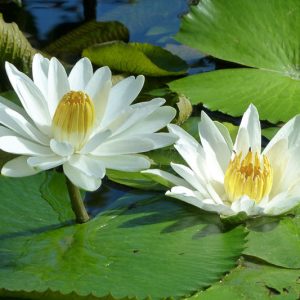 Nymphaea lotus, Egyptian Lily, Lotus Water Lily, White Water Lily, Tropical Nymphaea, Tropical Nymphaea, White Waterlily, Tropical Water Lily, Tropical Waterlily