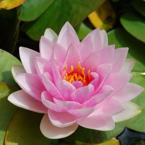 Nymphaea Fabiola, Waterlily 'Madame Wilfron Gonnere', Water Lily 'Madame Wilfron Gonnere', Nymphaea 'Pink Gonnere', Hardy Nymphaea, Hardy Waterlily, Hardy Water Lily, Pink Waterlily, Pink Water Lily