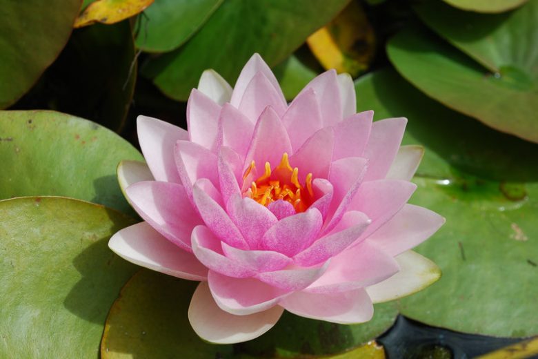 Nymphaea Fabiola, Waterlily 'Madame Wilfron Gonnere', Water Lily 'Madame Wilfron Gonnere', Nymphaea 'Pink Gonnere', Hardy Nymphaea, Hardy Waterlily, Hardy Water Lily, Pink Waterlily, Pink Water Lily