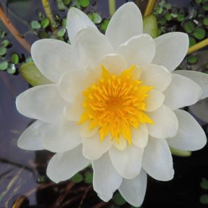 Nymphaea Marliacea Albida, Waterlily 'Marliacea Albida', Water Lily 'Marliacea Albida', Hardy Nymphaea, Hardy Waterlily, Hardy Water Lily, White Waterlily, White Water Lily