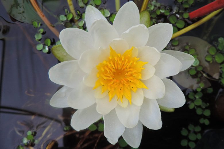 Nymphaea Marliacea Albida, Waterlily 'Marliacea Albida', Water Lily 'Marliacea Albida', Hardy Nymphaea, Hardy Waterlily, Hardy Water Lily, White Waterlily, White Water Lily