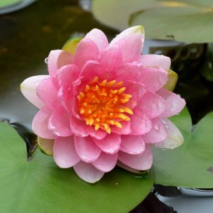 Nymphaea Marliacea Carnea, Waterlily 'Marliacea Carnea', Water Lily 'Marliacea Carnea', Hardy Nymphaea, Hardy Waterlily, Hardy Water Lily, Pink Waterlily, Pink Water Lily