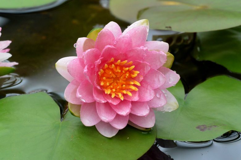 Nymphaea Marliacea Carnea, Waterlily 'Marliacea Carnea', Water Lily 'Marliacea Carnea', Hardy Nymphaea, Hardy Waterlily, Hardy Water Lily, Pink Waterlily, Pink Water Lily