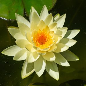 Nymphaea Marliacea Chromatella, Waterlily 'Marliacea Chromatella', Water Lily 'Marliacea Chromatella', Nymphaea 'Tuberosa Flavescens', Nymphaea 'Chromatella', Hardy Nymphaea, Hardy Waterlily, Hardy Water Lily, Yellow Waterlily, Yellow Water Lily