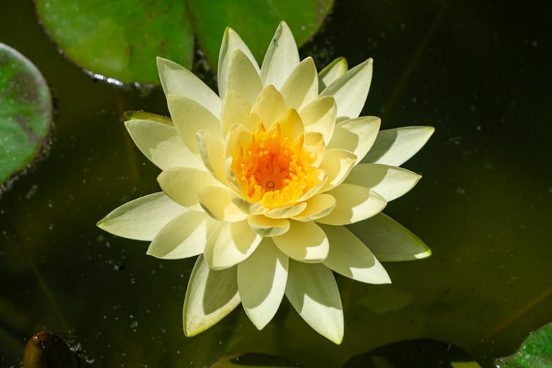 Nymphaea Marliacea Chromatella, Waterlily 'Marliacea Chromatella', Water Lily 'Marliacea Chromatella', Nymphaea 'Tuberosa Flavescens', Nymphaea 'Chromatella', Hardy Nymphaea, Hardy Waterlily, Hardy Water Lily, Yellow Waterlily, Yellow Water Lily