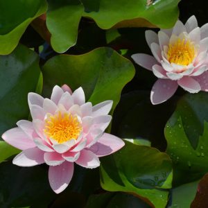 Nymphaea Marliacea Rosea, Waterlily 'Marliacea Rosea', Water Lily 'Marliacea Rosea', Hardy Nymphaea, Hardy Waterlily, Hardy Water Lily, Pink Waterlily, Pink Water Lily