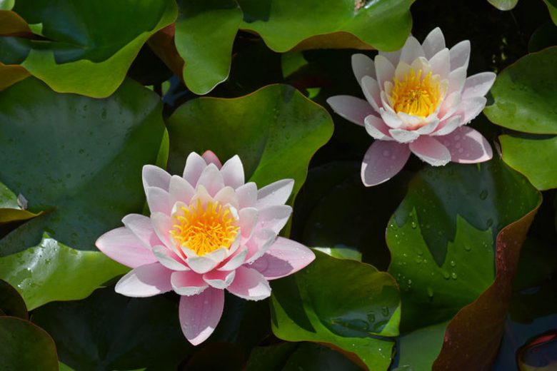 Nymphaea Marliacea Rosea, Waterlily 'Marliacea Rosea', Water Lily 'Marliacea Rosea', Hardy Nymphaea, Hardy Waterlily, Hardy Water Lily, Pink Waterlily, Pink Water Lily