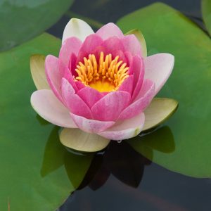 Nymphaea Masaniello, Waterlily 'Masaniello', Water Lily 'Masaniello', Hardy Nymphaea, Hardy Waterlily, Hardy Water Lily, Pink Waterlily, Pink Water Lily