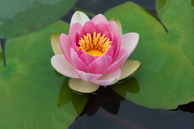 Nymphaea Masaniello, Waterlily 'Masaniello', Water Lily 'Masaniello', Hardy Nymphaea, Hardy Waterlily, Hardy Water Lily, Pink Waterlily, Pink Water Lily