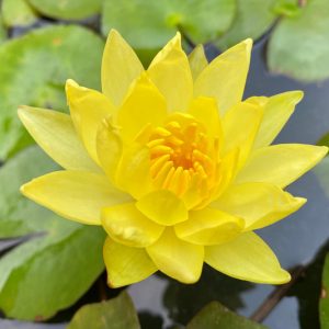 Nymphaea mexicana, Yellow Waterlily, Yellow Water-Lily, Banana Lily, Banana Waterlily, Sun Lotus