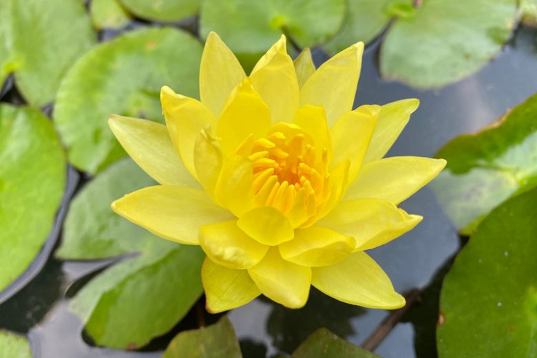 Nymphaea mexicana, Yellow Waterlily, Yellow Water-Lily, Banana Lily, Banana Waterlily, Sun Lotus